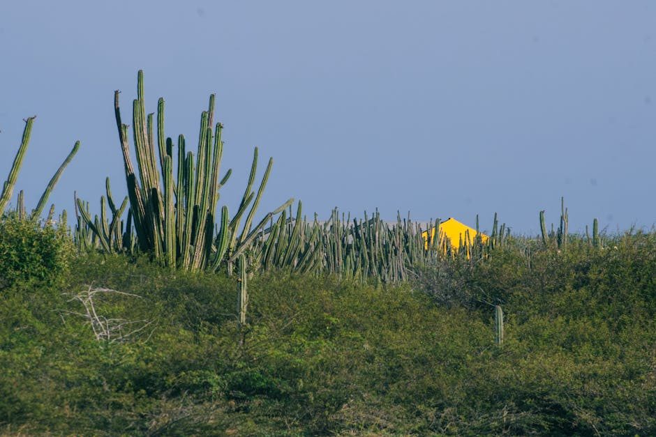Sono visibili cactus e vegetazione verde sotto un cielo sereno.