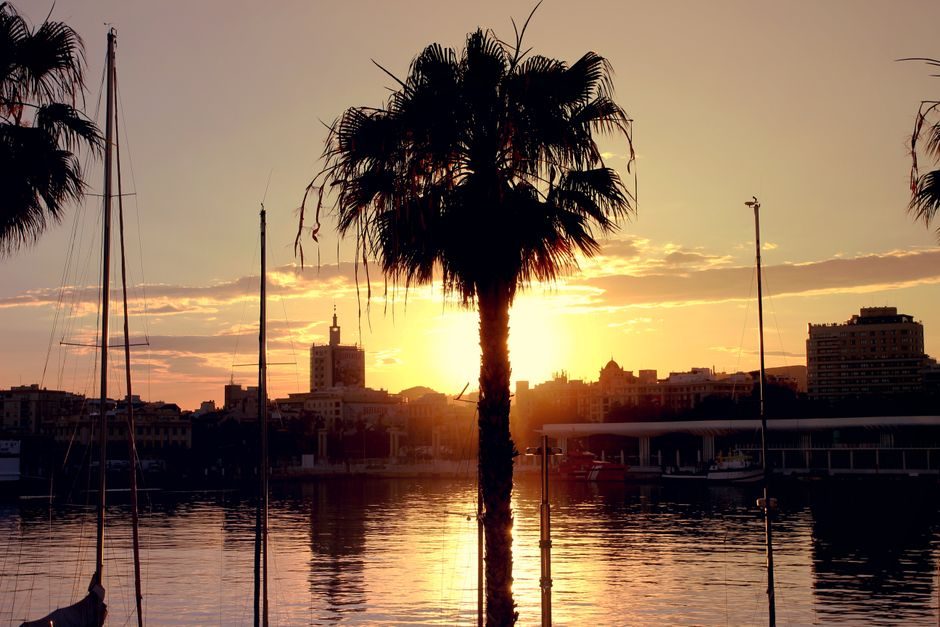 Palmen-Silhouetten vor einem Sonnenuntergang über dem Wasser.