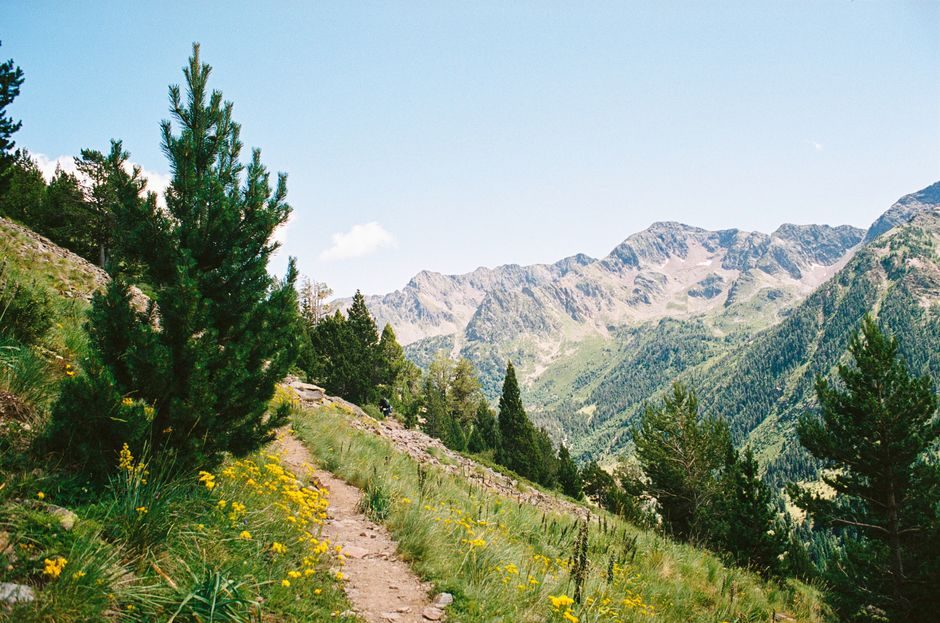 Ein Bergweg ist sichtbar, umgeben von grünen Bäumen und Wildblumen.