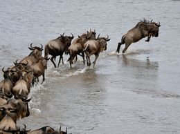 Besuchen Sie den Serengeti-Nationalpark in Tansania und feiern Sie die Saison der Tierwanderung, wenn Tausende von Gnus und Zebras den Park überqueren und unvergessliche Erlebnisse und Fotomomente für Reisende bieten.