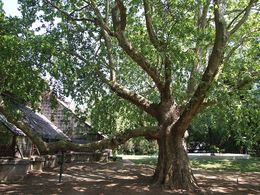 Giardino Botanico di Odessa — Одеський ботанічний сад