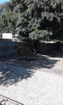 Odesa Zoo - Odessa — Одеський зоопарк