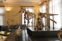 Museo Civico di Zoologia — Roma — Museo Civico di Zoologia, Rome, Italy